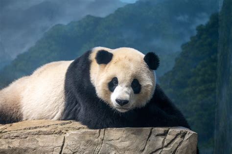 are there any pandas that don't belong to china